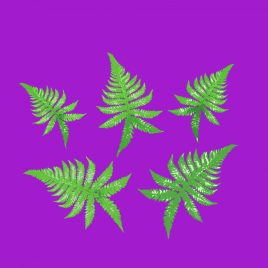 5 ferns on purple greetings caxrfd
