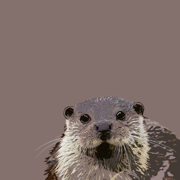 CLOSE UP OTTER, GREETINGS CARD