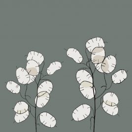 HONESTY SEED PODS MID GREY GREETINGS CARD